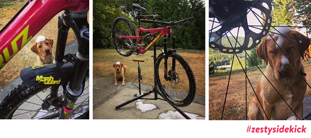 Zesty-Life-sidekick-kula-labrador-puppy-bike-Maintenance-tips-Adventure-Squamish