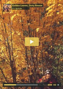 autumn-leaves-colours-squamish-tofino-zestylife