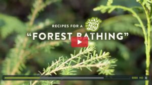 Recipes-for-a-Zesty-Life-Forest-Bathing-how-to