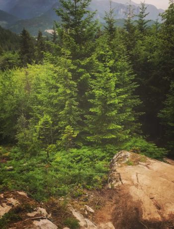 lessons-from-trees-metaphor-squamish-slabs-zesty-life-rachelle