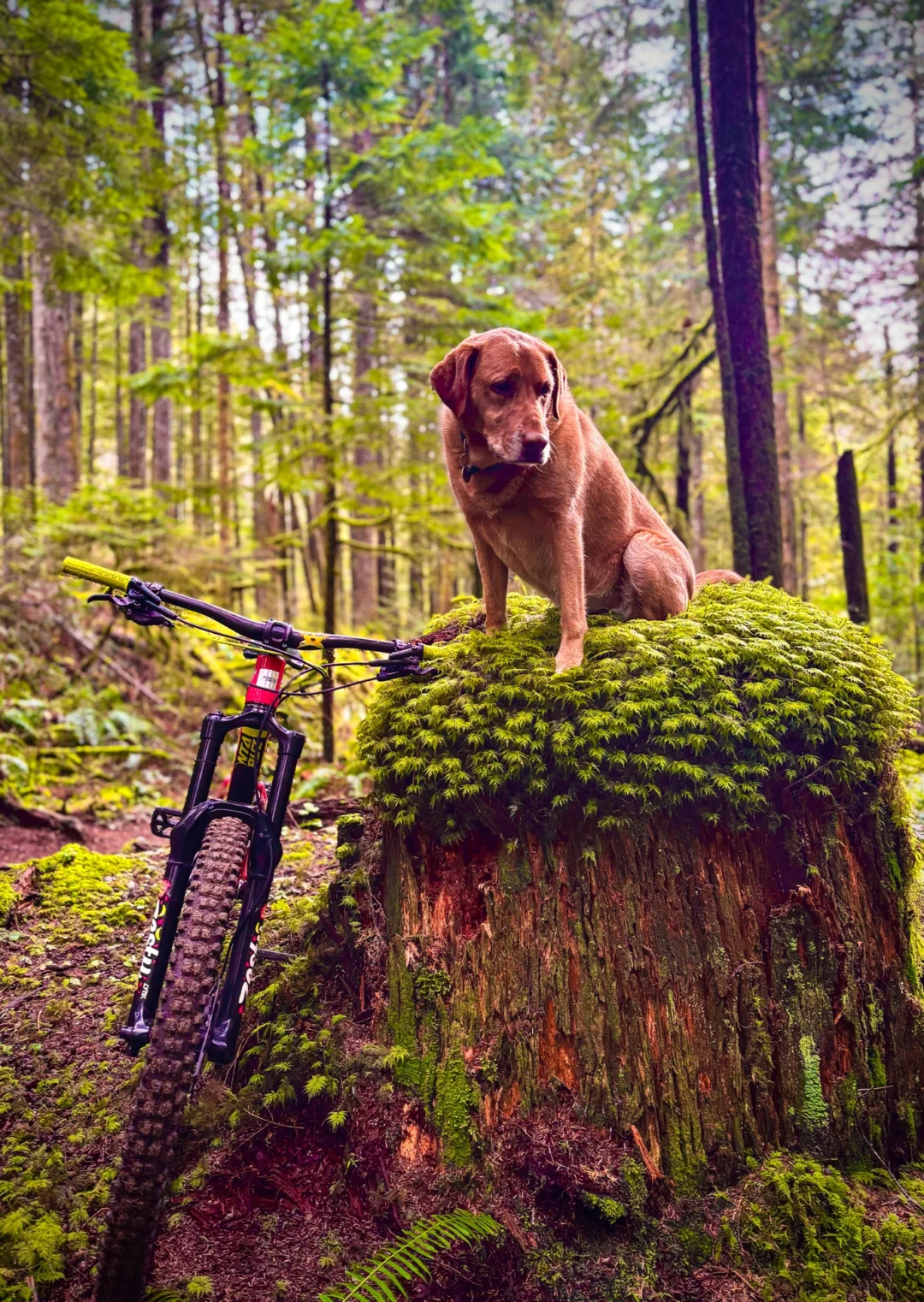 zest-defined-authentic-zestylife-philosophy-be-yourself