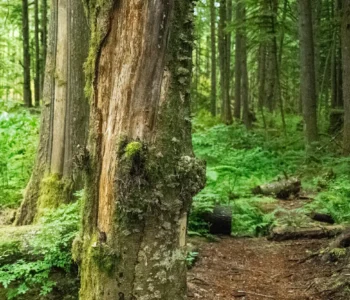 the-wild-mysterious-edge-of-life-zesty-life-loss-grief-1