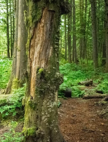 the-wild-mysterious-edge-of-life-zesty-life-loss-grief-1