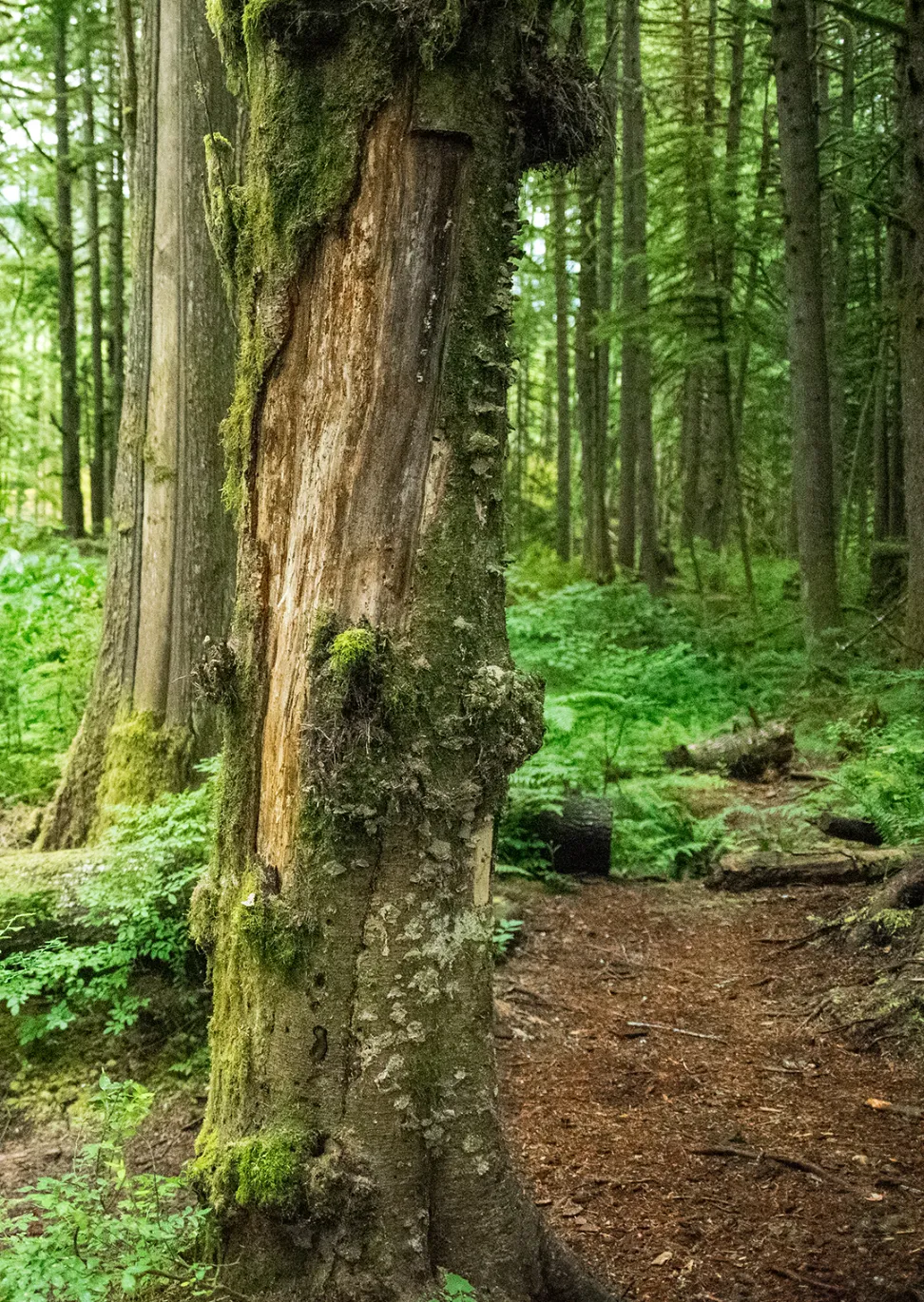 the-wild-mysterious-edge-of-life-zesty-life-loss-grief-1