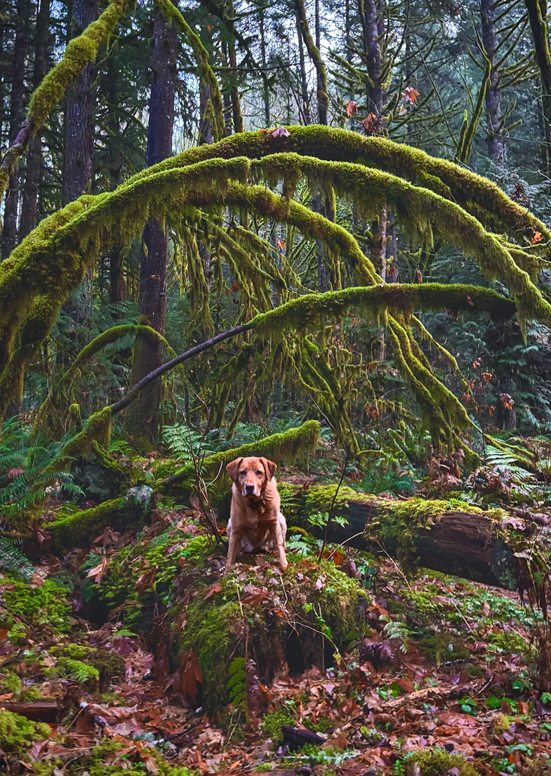 the-tao-lens-of-consciousness-zesty-life