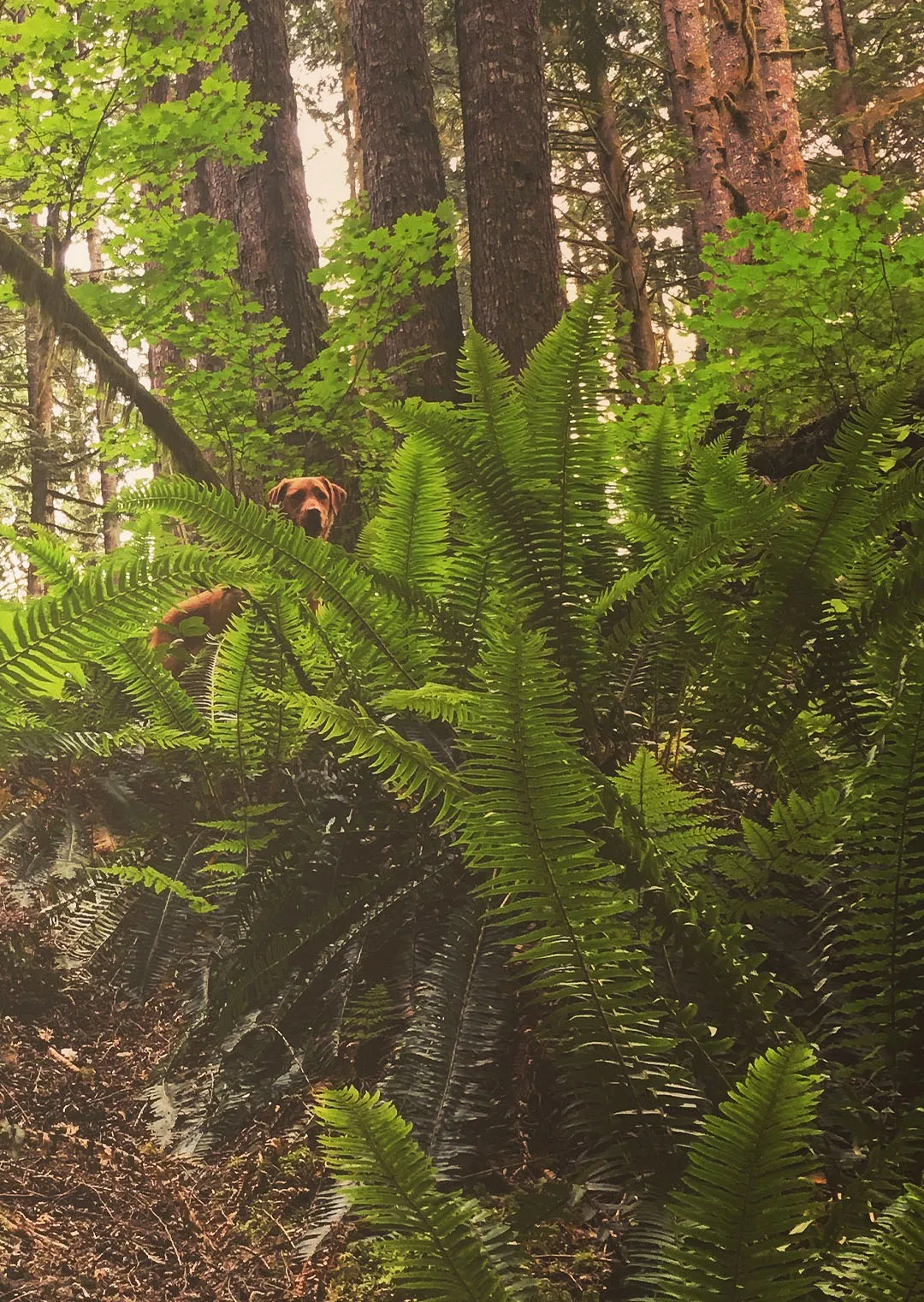 zesty-theory-of-consciousness-and-the-meaning-of-life-rachelle-hynes-fractals