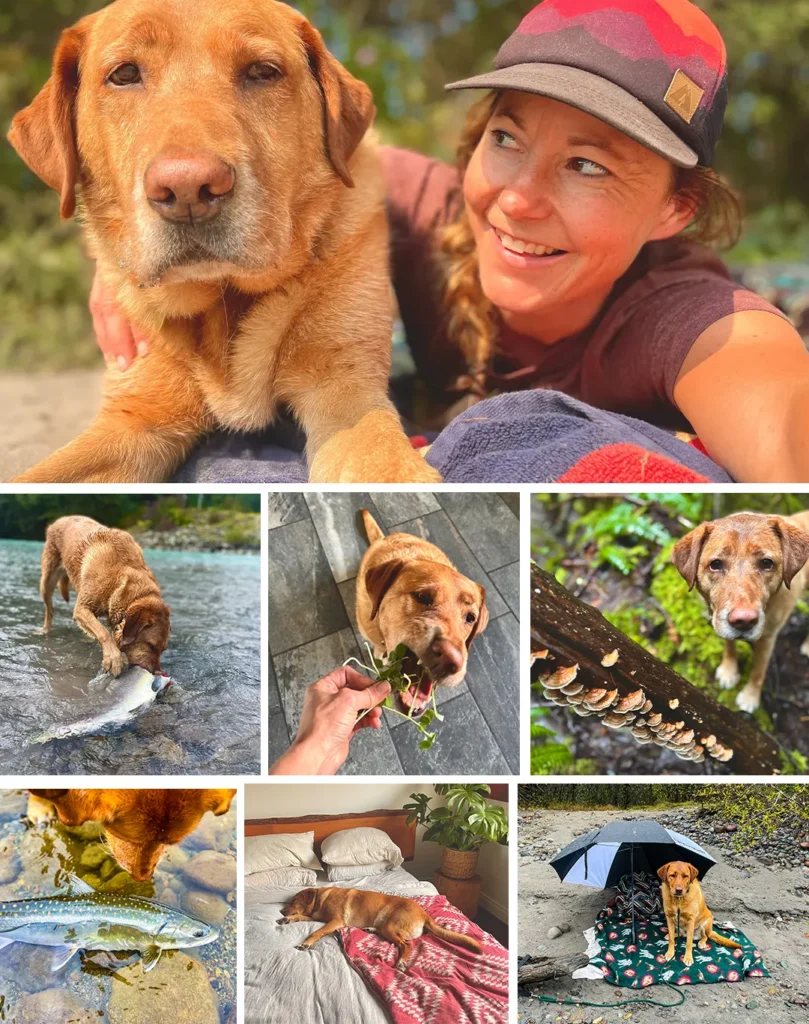 longevity-anti-aging-protocol-for-dogs-labradors-zesty-life-rachelle-kula longevity-anti-aging-protocol-for-dogs-labradors-zesty-life-rachelle-kula