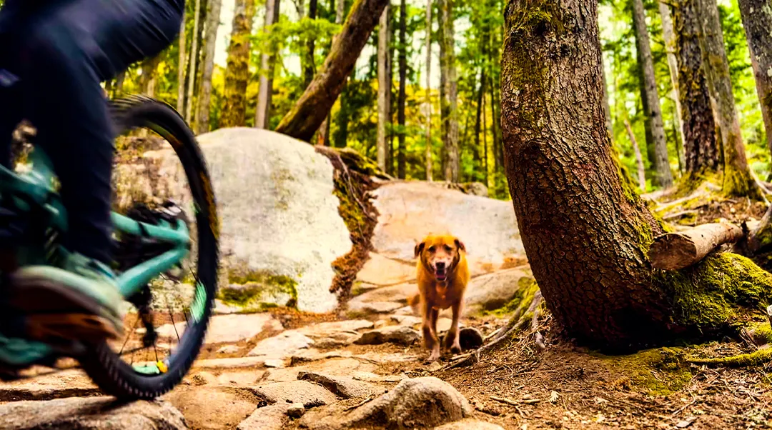 dog-longevity-adventures-kulas-secrets-to-staying-zesty-at-10