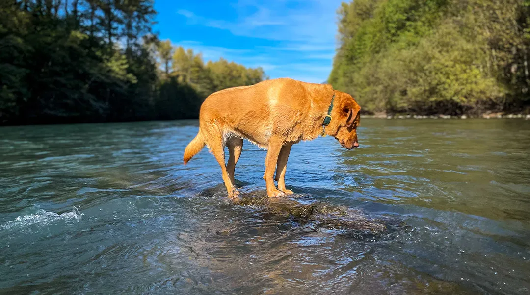 dog-longevity-brain-health-kulas-secrets-to-staying-zesty-at-10