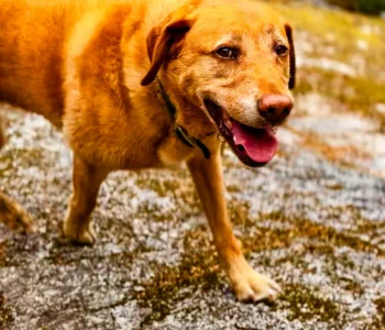 dog-longevity-kulas-secrets-to-staying-zesty-at-10