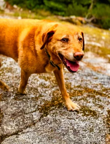 dog-longevity-kulas-secrets-to-staying-zesty-at-10