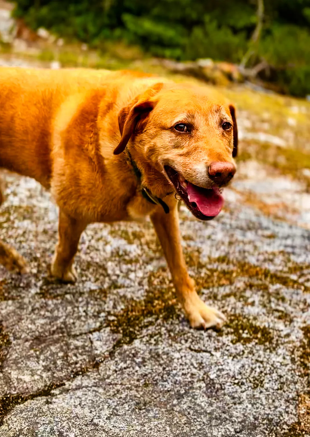 dog-longevity-kulas-secrets-to-staying-zesty-at-10