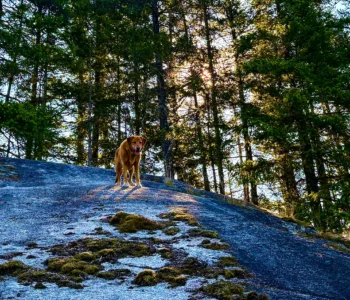 dog-wisdom-zesty-life-analog-living-trends-mindfulness-cold-plunge