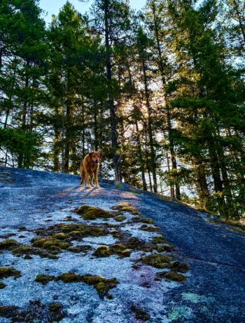 dog-wisdom-zesty-life-analog-living-trends-mindfulness-cold-plunge