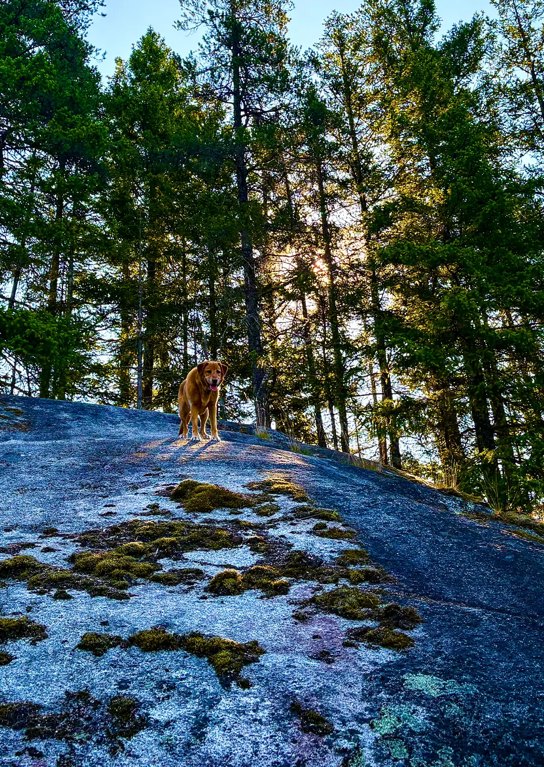 dog-wisdom-zesty-life-analog-living-trends-mindfulness-cold-plunge