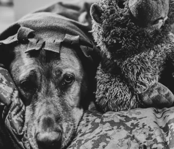 kula-and-the-lightning-breakfast-continuum-zesty-life-dog-stories-quantum