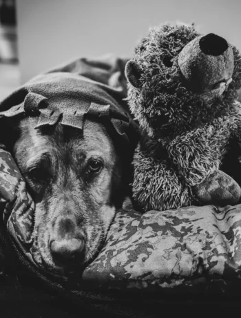 kula-and-the-lightning-breakfast-continuum-zesty-life-dog-stories-quantum