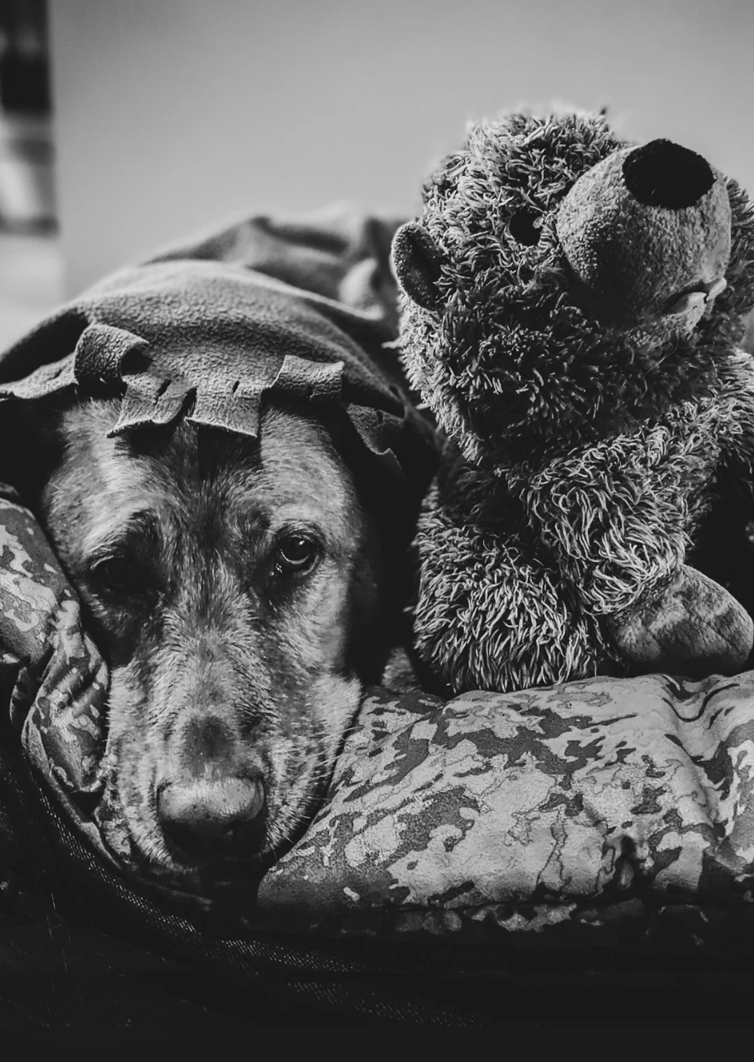 kula-and-the-lightning-breakfast-continuum-zesty-life-dog-stories-quantum