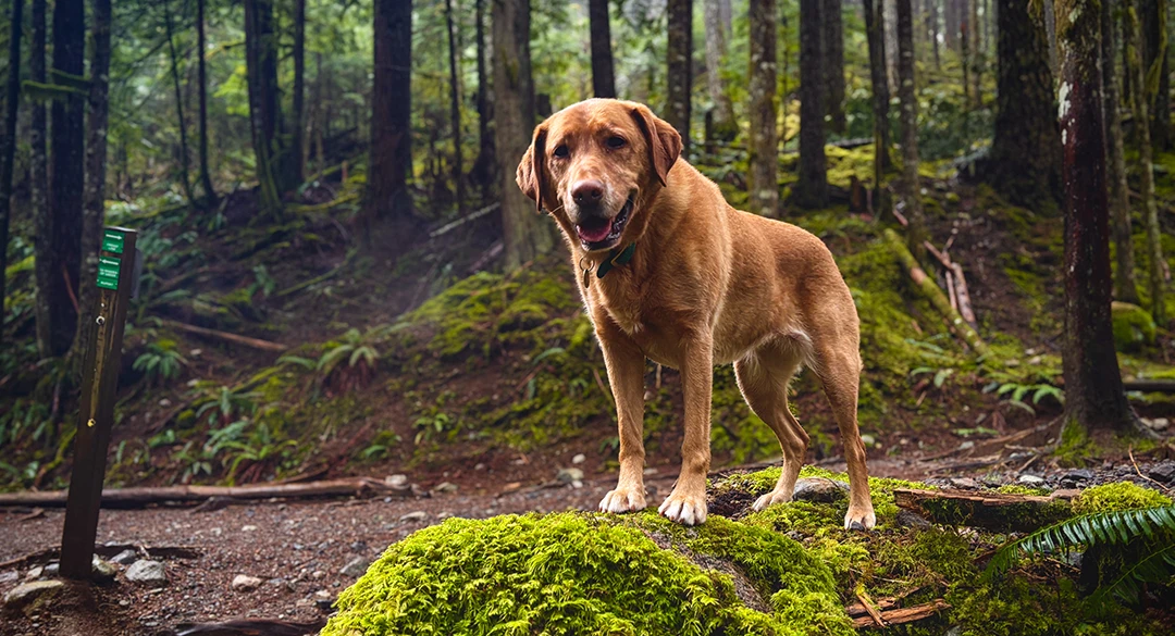 kula-zesty-life-dog-wisdom