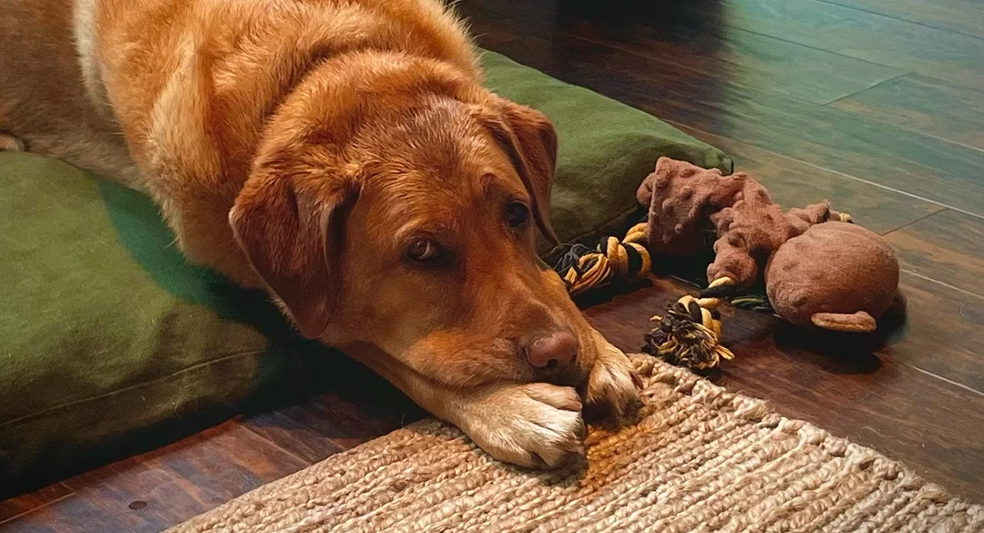 kula-zesty-life-lessons-from-dogs-kulas-wisdom