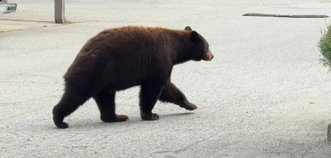 bear-the-chili-grenade-the-secret-assassin