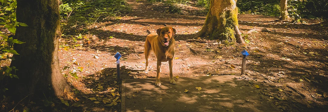 kula-and-the-mystery-of-the-flying-discs-zesty-life-disc-golf-squamish-rachelle-