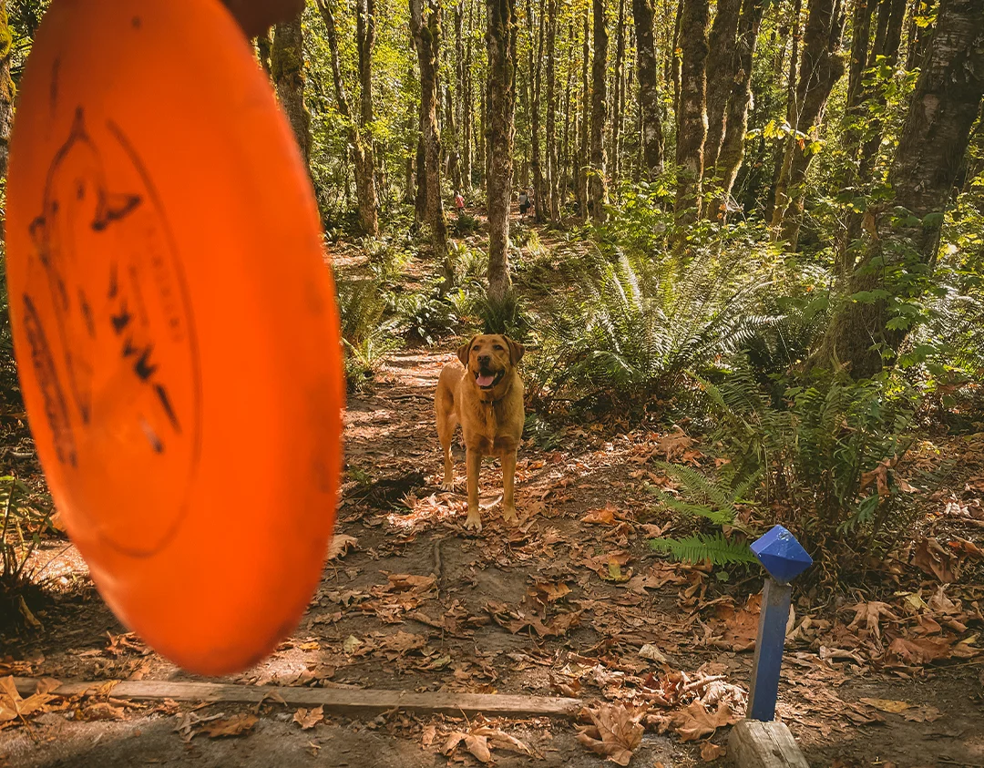 kula-and-the-mystery-of-the-flying-discs-zesty-life-disc-golf-squamish